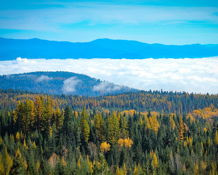 північно-східна Вашингтон, падіння, кольору осені, туман, ліс, краєвид, Природа