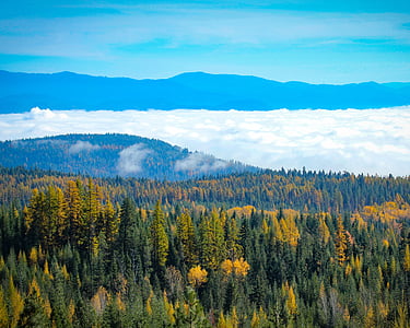 Североизточна Вашингтон, Есен, есента цветове, мъгла, гора, пейзаж, природата