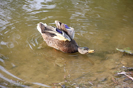 duck, pond, park, water bird, bird, animal, nature