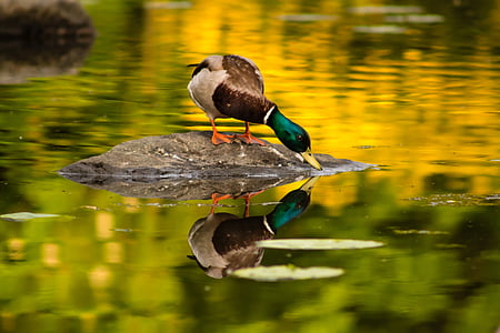 duck, photo, pond, animal, nature, lake, bird
