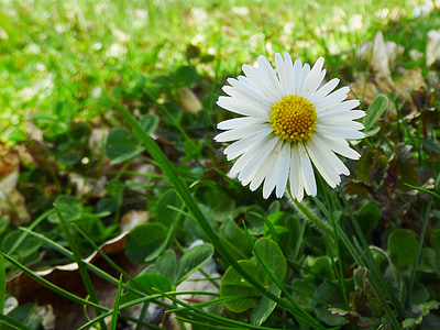 Daisy, blomst, natur, haven, hvid, gul