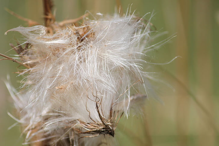 thistle, thistle seed, seeds was, faded, seeds, nature, close-up