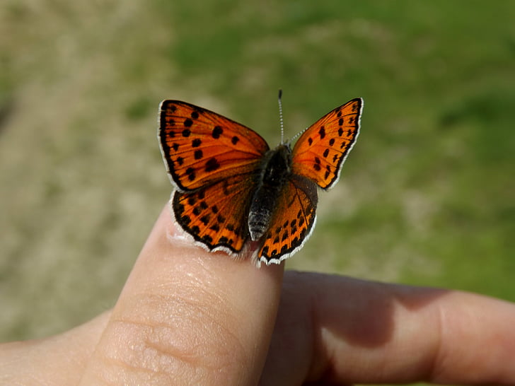 motýl, červená, křídla, Omalovánky, Insecta