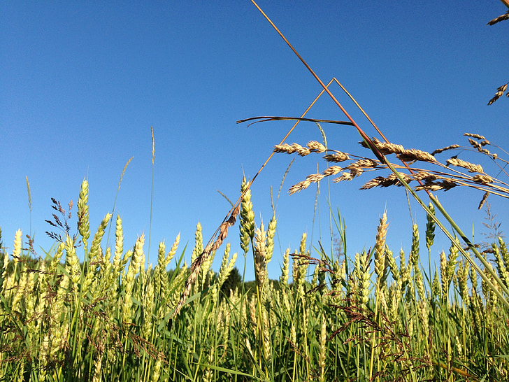 fim do verão, campo, trigo, azul, Himmel