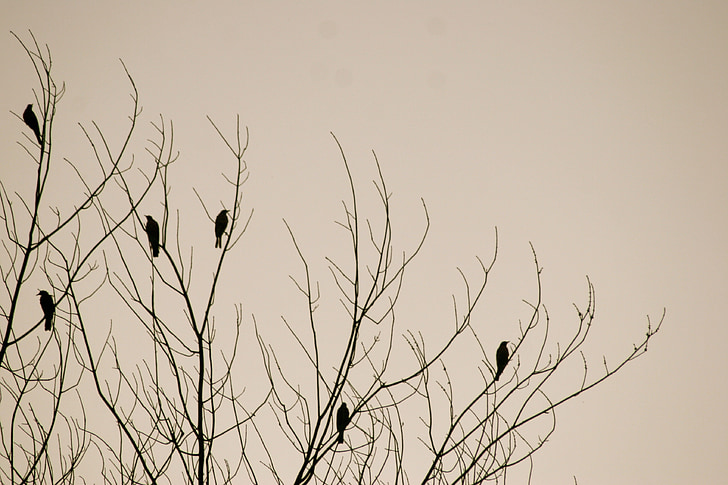 ocells, arbre, natura, fons, l'hivern, silueta, a l'exterior