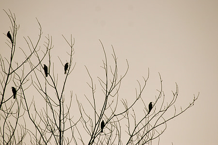 birds, tree, nature, background, winter, silhouette, outdoors