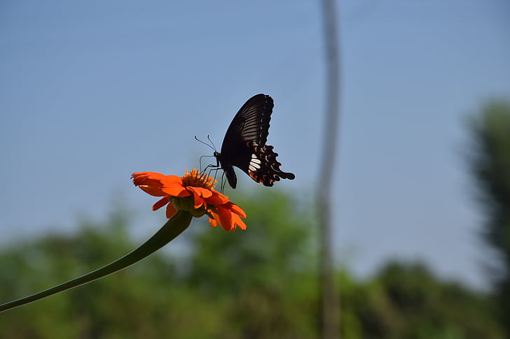 bướm, Hoa, Thiên nhiên, sang trọng, đầy màu sắc, cánh hoa, côn trùng