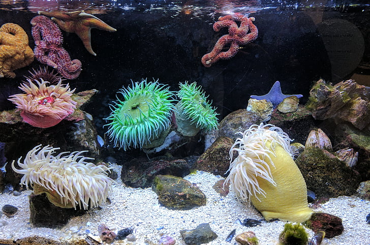 sand, sten, Coral, koralrev, akvatisk, dyr, Sea anemone