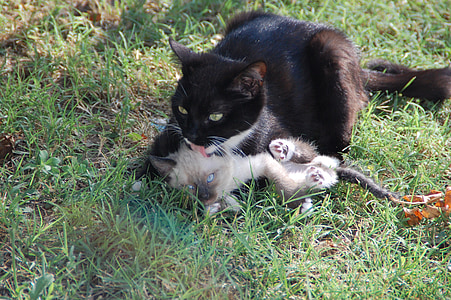 고양이, 엄마 고양이 그녀의 종 아리, 동물 부드러움, 동물
