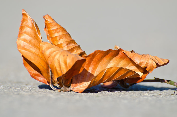 Leaf, torr, säsong, hösten, närbild, mönster, lämnar