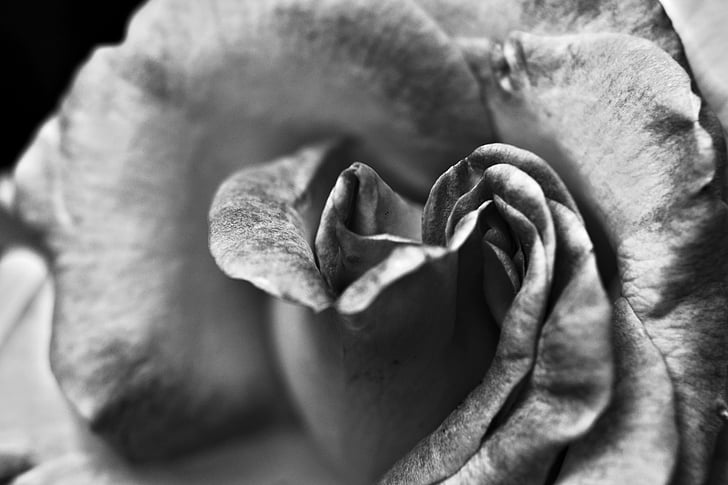 čierna a biela, ruže, kvet, láska, Štúdio, detail, makro