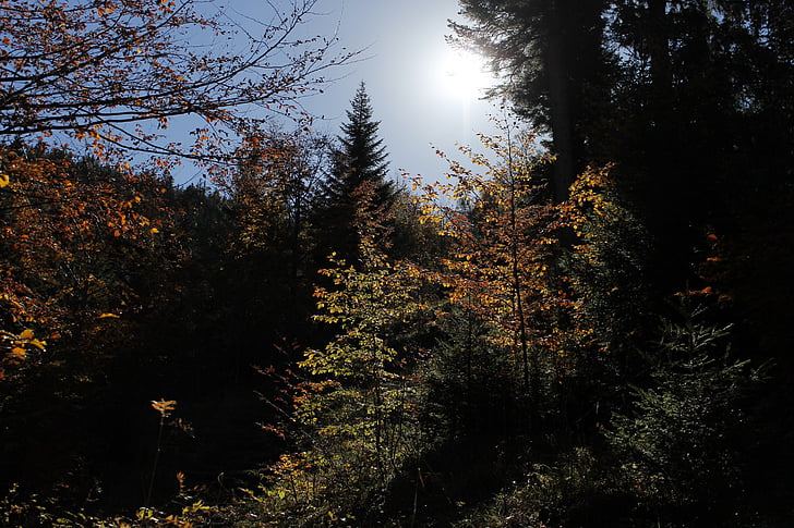 rudenį, kraštovaizdžio, medis, medžiai