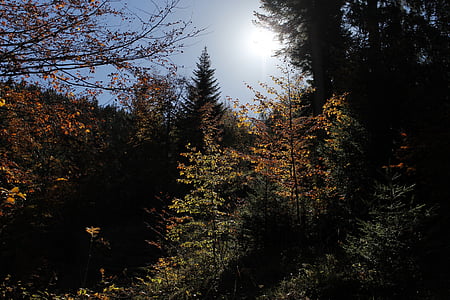 automne, paysage, arbre, arbres