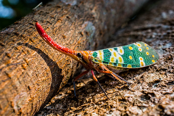 canthigaster cicada, cicada, insekt, Sangsikadene, Snabel, lang, rød