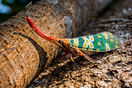canthigaster cicada, cicada, insect, fulgoromorpha, proboscis, long, red