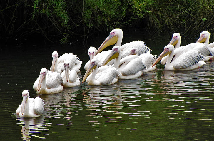 Pelikanai, paukščiai, gyvūnų, vandens, tvenkinys, Gamta, vandens paukščių