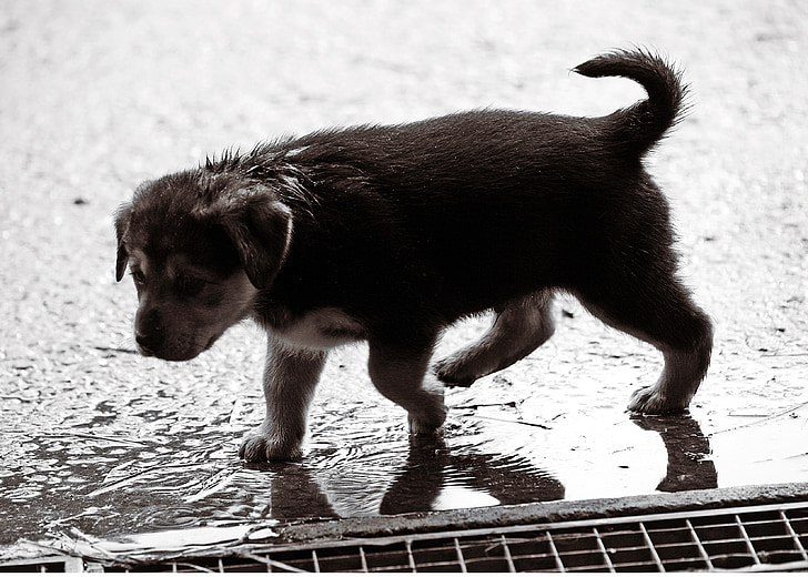 štene, mokro, kiša, pas, beba, slatki, pas štene
