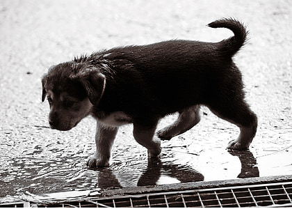 filhote de cachorro, molhado, chuva, cão, bebê, doce, filhote de cachorro