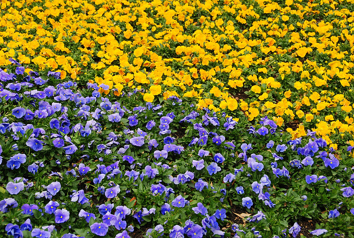 gėlės, lova, geltona, violetinė, violetinė, šviesus, spalvinga
