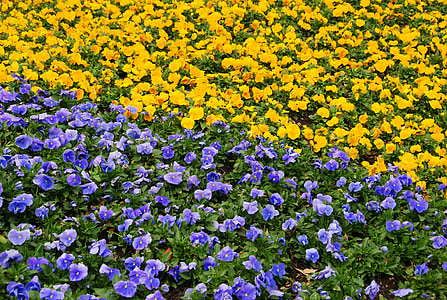 flowers, bed, yellow, purple, violet, bright, colorful