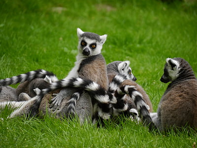 lemur, madagascar, dam, grass, young animal