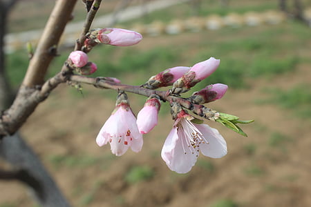 bunga musim semi, Bud, Persik Mekar