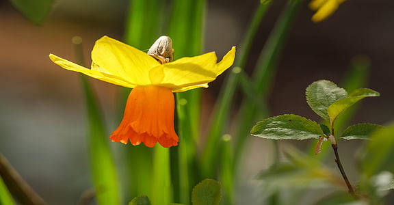 Narcissus, kevadel, lilled, lill, kiired, Kevad flower, kollane