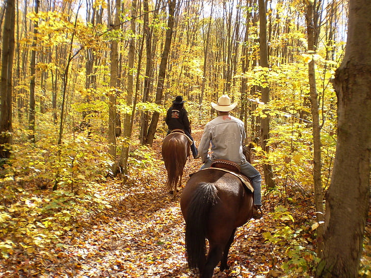 horse, horseback, autumn, fall, foliage, riding, rider