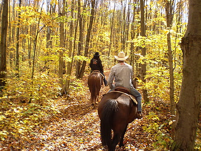 kůň, jízda na, podzim, na podzim, listoví, jízda na koni, jezdec