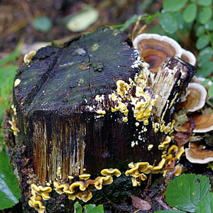 champignons, lichens, coloré, tronc, vieux, spróchniały, Wet