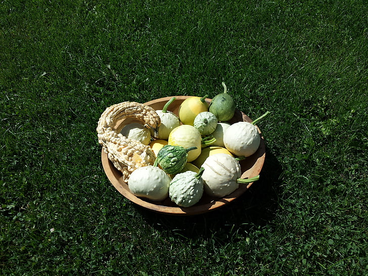 gourds, mùa thu, thu hoạch, mùa thu, màu xanh lá cây, theo mùa, mùa giải