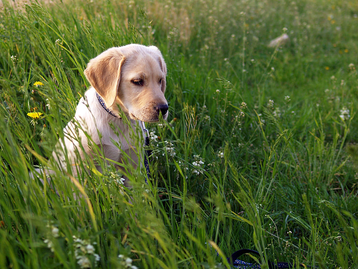 Лабрадор, кученце, ливада, куче, куче на поляна, домашни любимци, трева