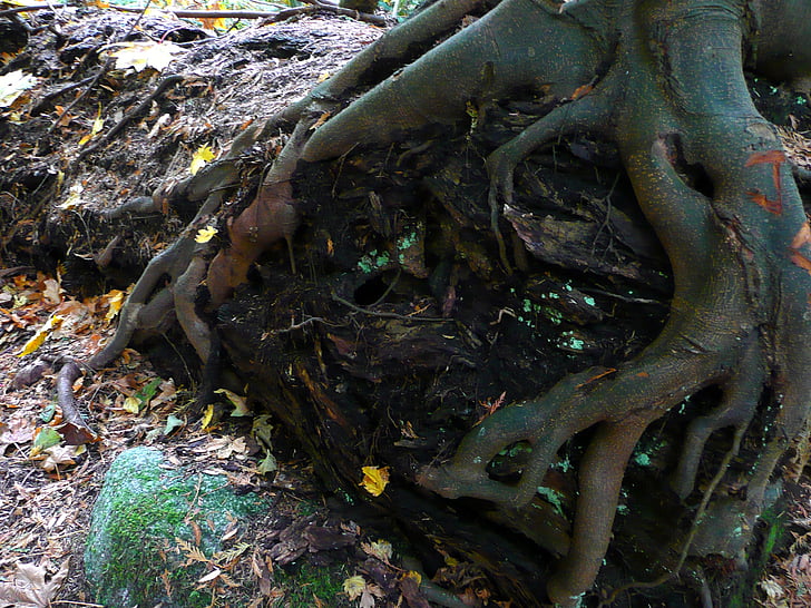 дърво, корени, природата, гора, растителна, Есен