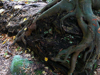 strom, kořeny, Příroda, Les, závod, na podzim