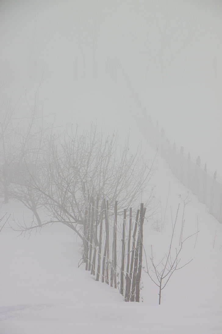 студено, мъгла, мъгла, сутрин, сняг, природата, зимни