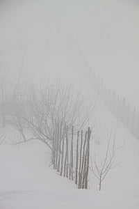 koude, mist, nevel, ochtend, sneeuw, natuur, winter