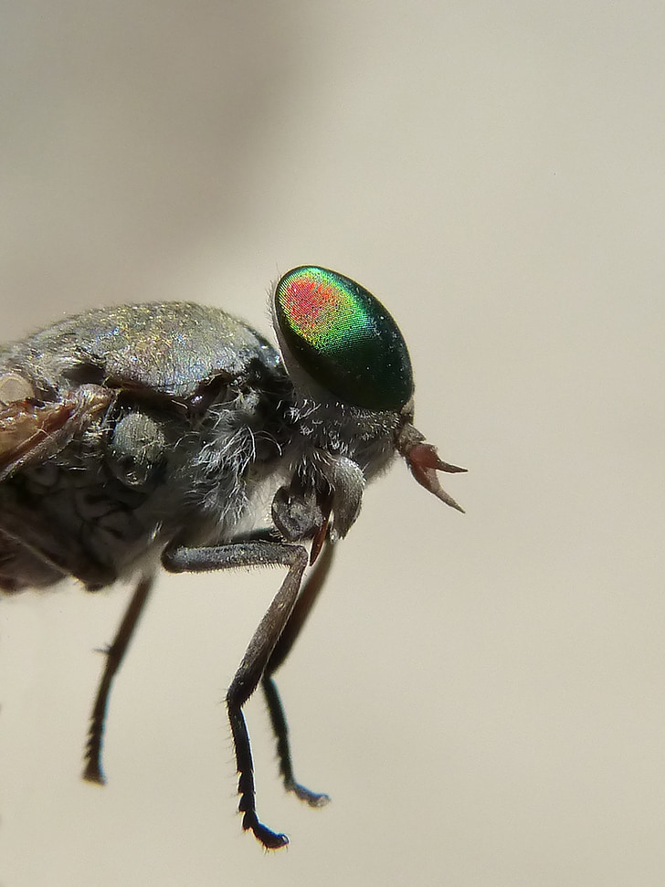 horsefly, compound eye, tabanid, insect eye, sting