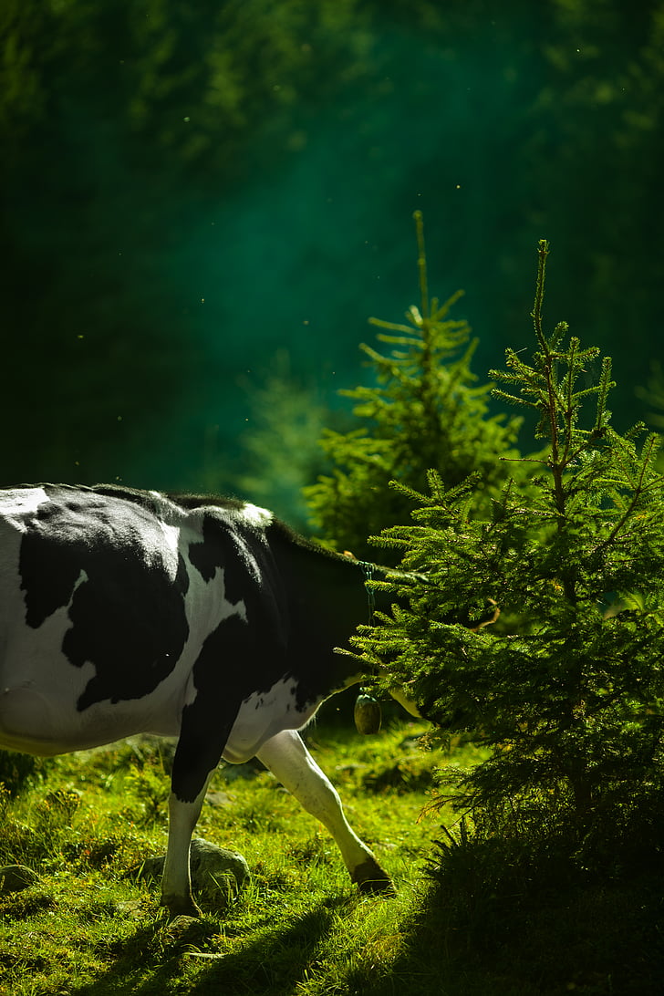 zbliżenie, Zdjęcie, nabiał, krowa, obok, zielony, roślina