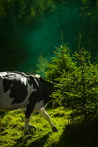 Closeup, Foto, productos lácteos, vaca, al lado de, verde, planta