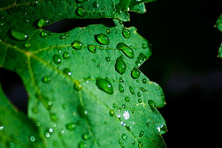 macro, fotografia, folha, verde, planta, molhado, água
