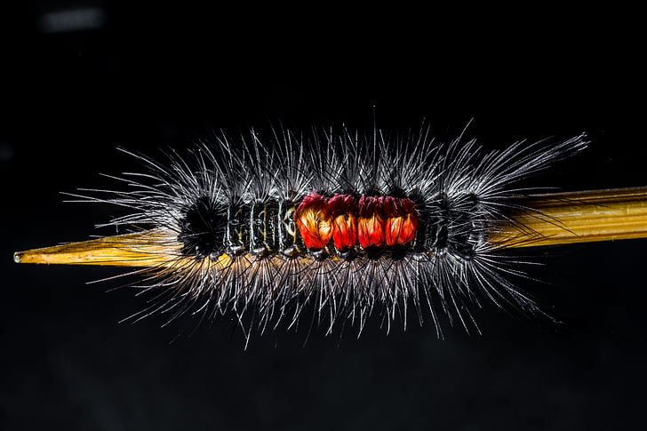 caterpillar, hairy, prickly, close, black Color