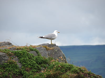 easdale, Scotland, kỳ nghỉ, chim mòng biển, tôi à?, bờ biển, cô đơn