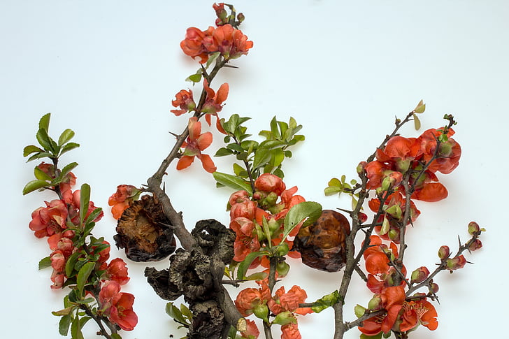 ornamental quince, flowers, red flowers, bush, spring, chaenomeles