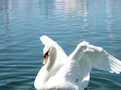 Swan, aripile tale, animal de casă