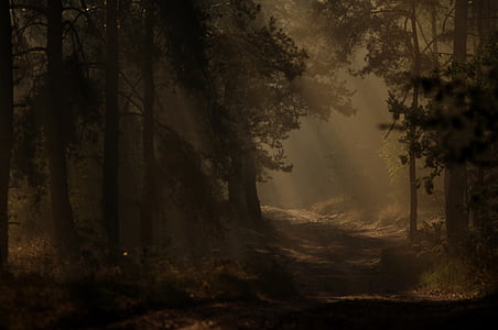 숲, 어두운, 시간, 자연, 보기, 아침, 미스 테리