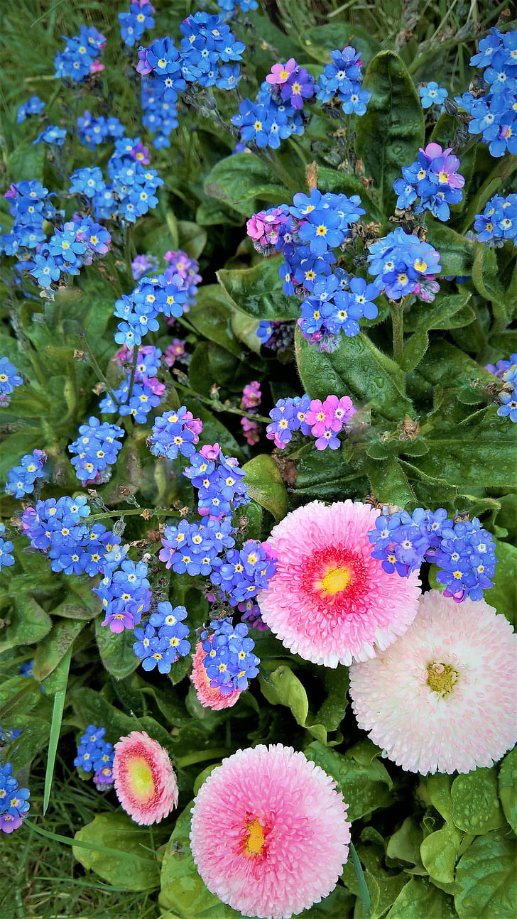 man nav aizmirsis, Bellis, tausendschön, pavasara ziedi, zila, rozā, gada pavasarī pazīmes