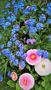 forget me not, bellis, tausendschön, spring flowers, blue, pink, signs of spring