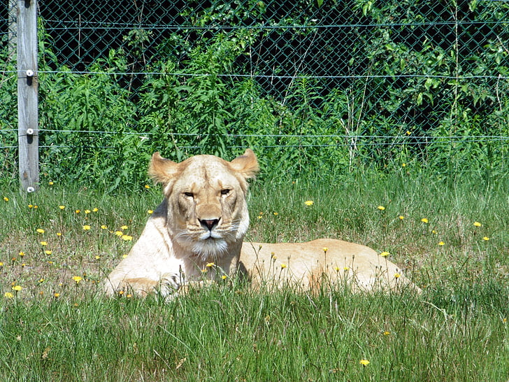 Lev, zvíře, kočka, samice lva, Zoo, divoká zvířata, Wildlife park