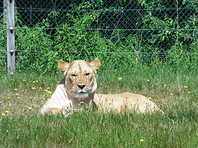 Leão, animal, gato, fêmeas de leão, jardim zoológico, animais selvagens, Parque de vida selvagem