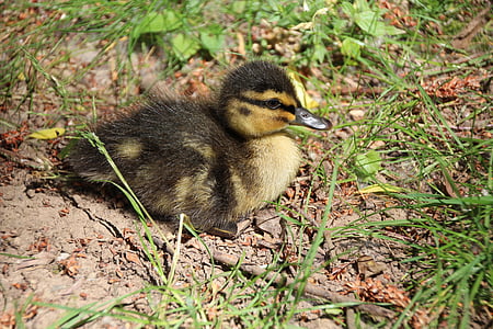 duck, chicks, water bird, ducky, young animals